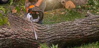 Val Verde, CA Tree Removal Services Company